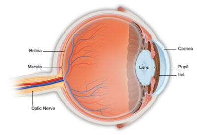 What is the recovery period for macular hole surgery?